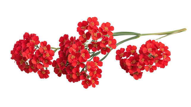 Bright red yarrow cluster with green stem, Transparent background, PNG file
