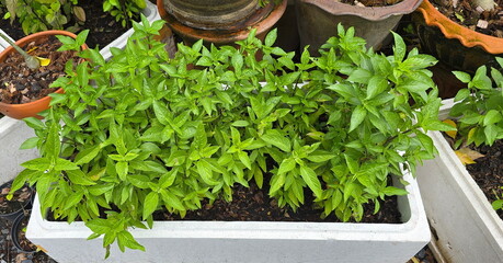 Sweet basil plants grown in foam boxes. Growing vegetable plants for family consumption. Organic...