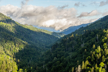 Mountains Cover with Forest