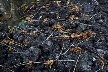 Dry leaves scattered over moist dark soil, depicting the natural cycle of plant life and decay. A detailed view highlighting textures, contrasts, and the organic composition of the environment.