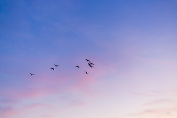 Morning sky and clouds backdrop with silhouettes of flock of birds flying,Small flock of ducks flying in front of clouds lit by early morning sunrise
