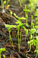Close-up of green seedlings in the rainy season,Group of green sprouts in the rain.