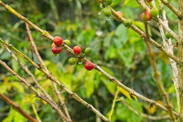 coffee plant with fruits in the Orosi valley in Costa Rica