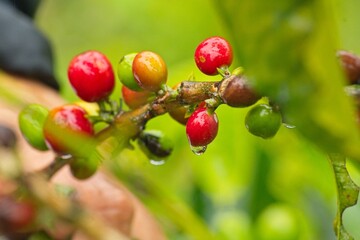coffee plant with fruits in the Orosi valley in Costa Rica
