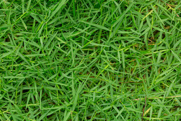 Close-up of green grass texture after rain,Green grass in morning dew. Selective focus. Close up shot with beautiful natural bokeh. Water drops after rain