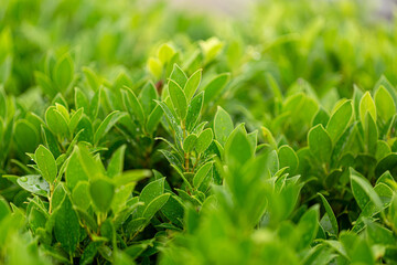 Green tea leaves after the rain,Tea plantation close up background after the rain,Close-up view of...