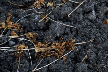 Dry leaves scattered over moist dark soil, depicting the natural cycle of plant life and decay. A detailed view highlighting textures, contrasts, and the organic composition of the environment.