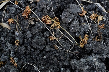 Dry leaves scattered over moist dark soil, depicting the natural cycle of plant life and decay. A...
