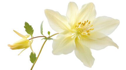 Fototapeta premium Creamy yellow columbine flower with spurs, Transparent background, PNG file