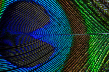 Peacock feather texture close up macro,Abstract peacock feather, macro close up. Vivid exotic bird feather background © banjongseal324