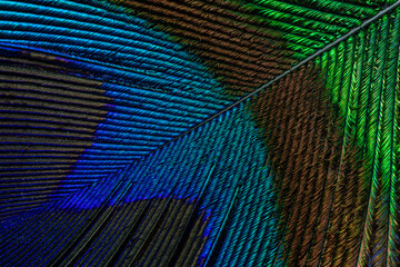 Peacock feather texture close up macro,Abstract peacock feather, macro close up. Vivid exotic bird feather background © banjongseal324