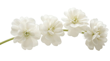 Crisp white candytuft with rounded petals, Transparent background, PNG file