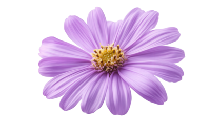 Daisy-like aster in lilac shade, Transparent background, PNG file