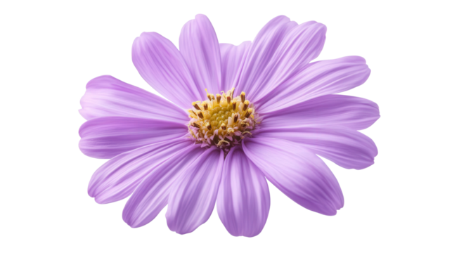 Daisy-like aster in lilac shade, Transparent background, PNG file