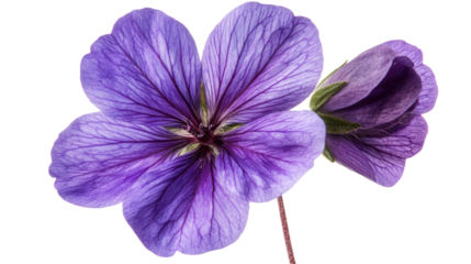 Deep purple geranium with contrasting center Transparent background, PNG file