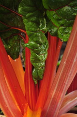 Chard stems