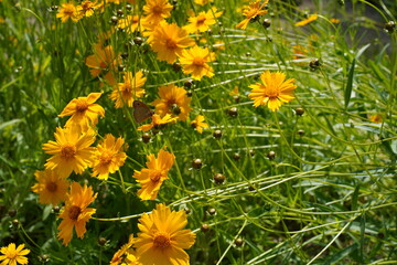 Blühendes Hohes Mädchenauge (Coreopsis tripteris) mit Schmetterling