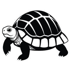Young african spurred tortoise vector illustration