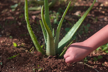 Child’s Hand Gently Caring for an Aloe Vera Plant