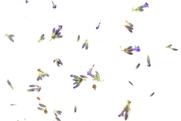 Scattered Lavender Flowers on White Background. High quality photo.Loose lavender petals and buds scattered across a white background. Perfect for wellness, aromatherapy, and minimal botanical design.