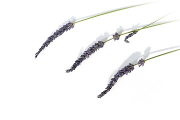 Lavender Trio on White Background. High quality photo. A trio of dried lavender sprigs placed evenly on a white background. Ideal for use in minimalist floral designs, branding, or wellness visuals.