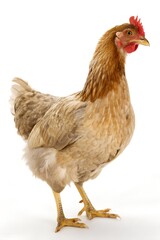 Fototapeta premium chicken on white background