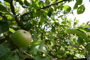 Green Apples Growing on Tree Branch – Close-Up of Unripe Fruit in Garden