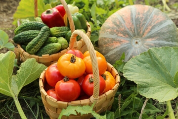 Fresh summer vegetables harvest in basket on garden bed in sunlight close up. Organic cucumber,...