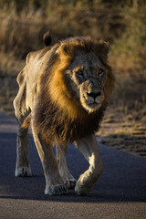 African Wild Animal - Close-up of a Lion Walking on the Road - Kruger National Park, South Africa