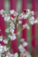 Clusters of tender white blueberry flowers have blossomed. Closeup of a blooming berry bush. High quality photo