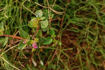 Wild grass and small purple flowers blooming in nature


