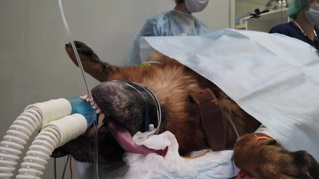 German Shepherd Under Anesthesia During Veterinary Surgery