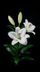 Fototapeta premium White lilies studio shot, black background, floral arrangement, sympathy card