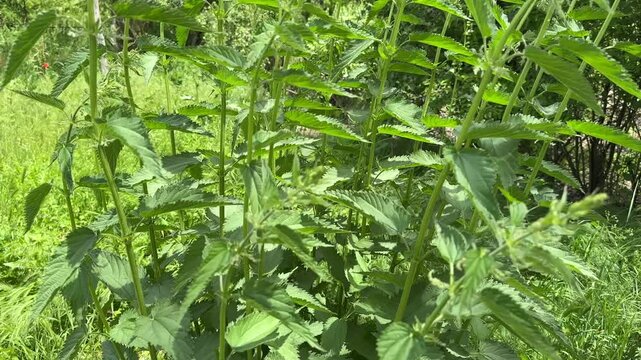 Tall nettle bush in summer forest with top-down camera movement &mdash; wild herbal plant close up