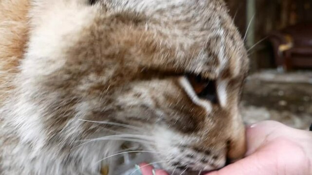 Tame Lynx Licking Woman s Hand Close Up Face