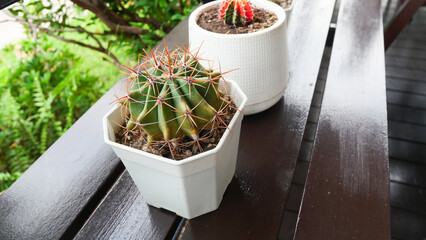 Ferocactus latispinus cluster - Cactus with lots of spines