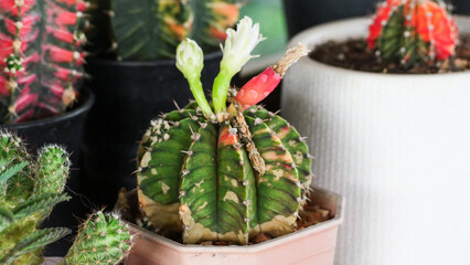 Gymnocalycium Mihanovichii - Moon Cactus with white flower