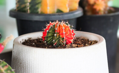 Gymnocalycium Mihanovichii - Moon Cactus in red color on the white pot