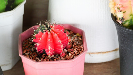 Gymnocalycium Mihanovichii - Moon Cactus in red color
