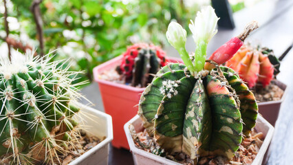 Gymnocalycium Mihanovichii - Moon Cactus with white flower