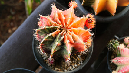 Gymnocalycium Mihanovichii - Moon Cactus with orange and green color