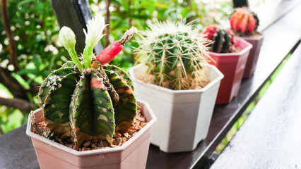 Gymnocalycium Mihanovichii - Moon Cactus with white flower