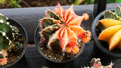 Gymnocalycium Mihanovichii - Moon Cactus with orange and green color
