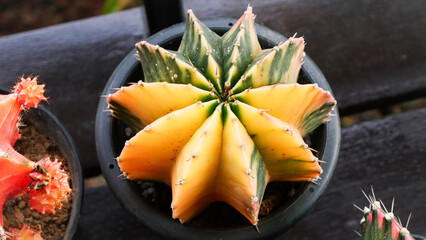 Gymnocalycium Mihanovichii - Moon Cactus with green and yellow color