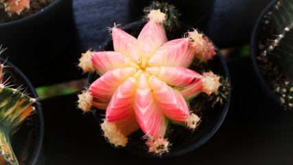 Gymnocalycium Mihanovichii - Moon Cactus in Pink Neon Color