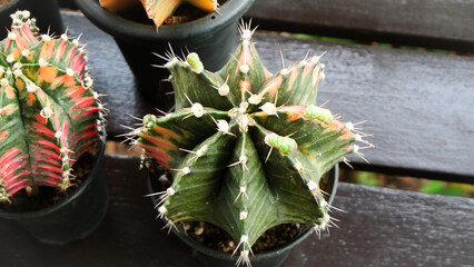 Gymnocalycium Mihanovichii - Moon Cactus with white flower