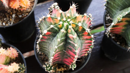 Gymnocalycium Mihanovichii - Moon Cactus