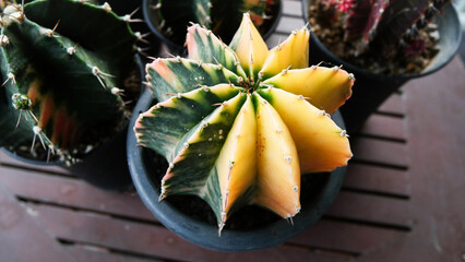 Gymnocalycium Mihanovichii - Moon Cactus - Yellow and Green