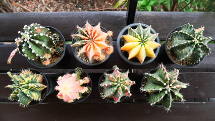 Many kinds of. Gymnocalycium Mihanovichii - Moon Cactus in different color