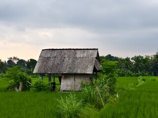 A solitary farmer’s hut with a corrugated metal roof stands in the middle of a green rice paddy